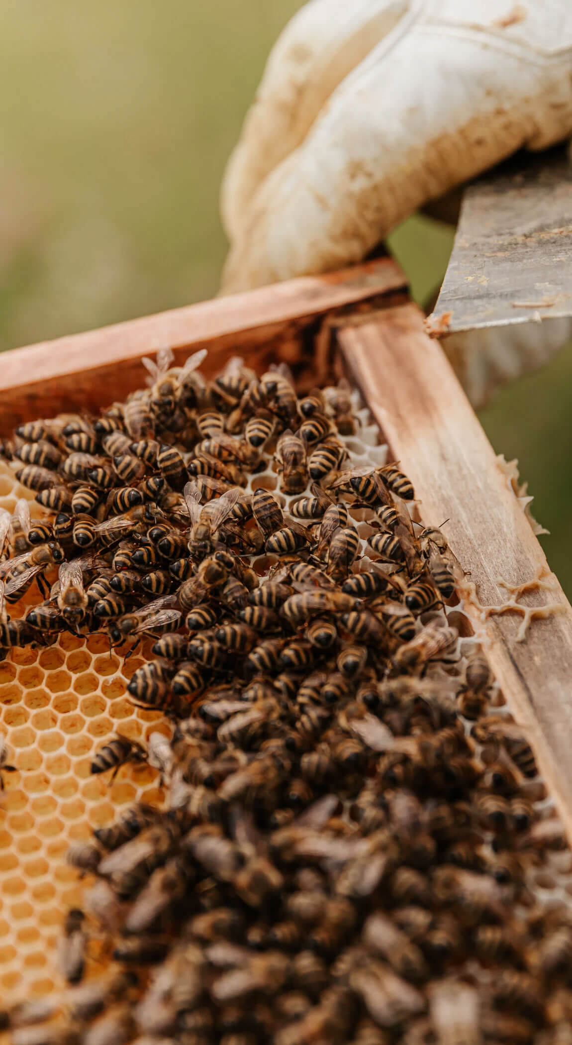 Beekeeping Beekeeping