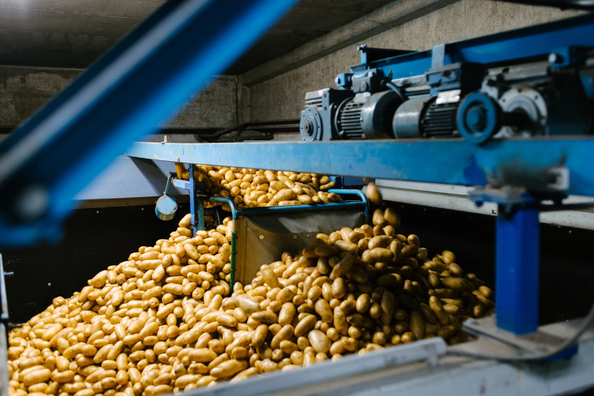 Frisch geerntete Kartoffeln in der modernen Verarbeitungsanlage von Fritz Hofbeck