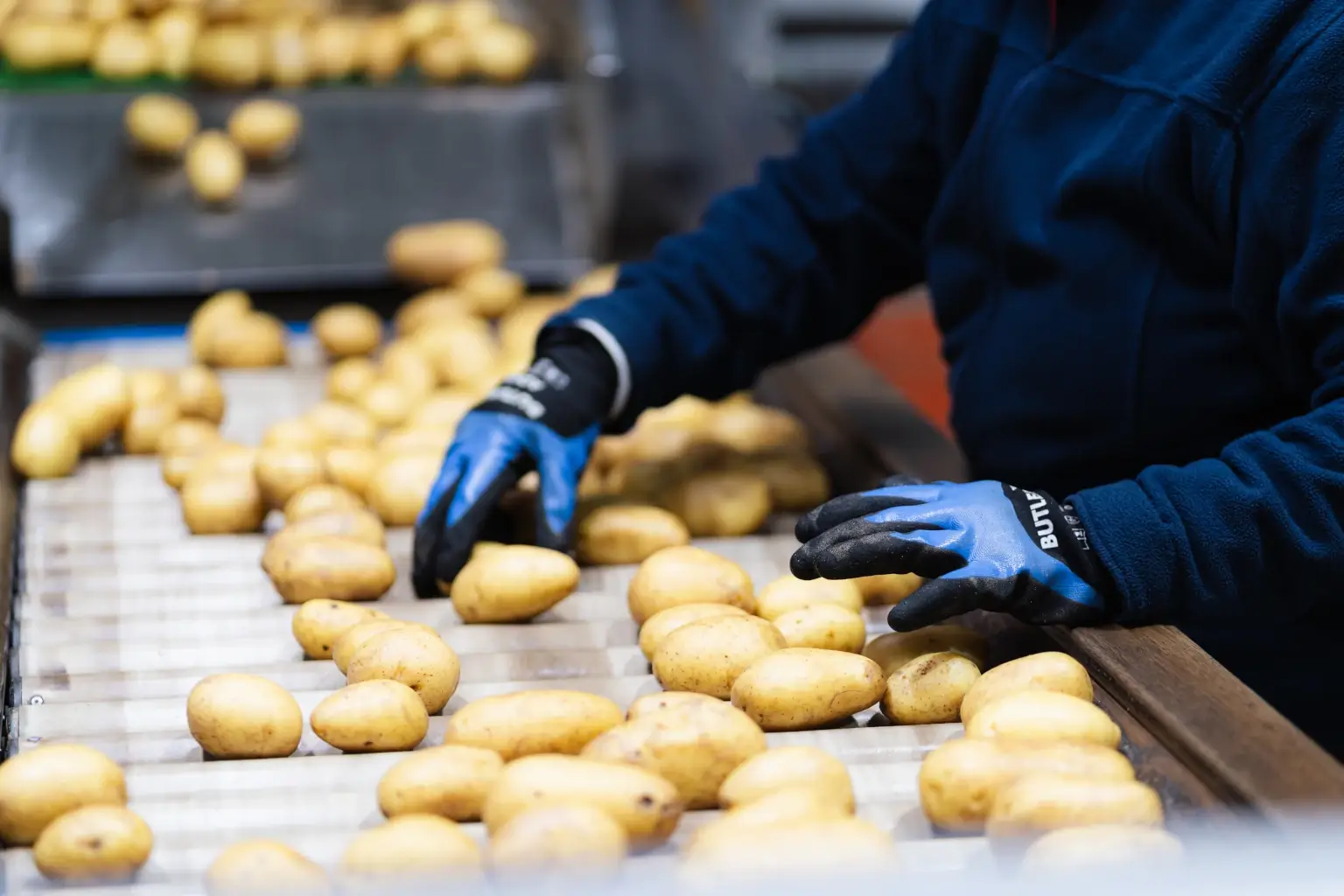 Mitarbeiter sortiert Kartoffeln auf dem Förderband bei Fritz Hofbeck und kontrolliert die Qualität der Ware.